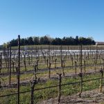 Attivato l'impianto di irrigazione sovrachioma per proteggere il vigneto dai danni delle gelate tardive