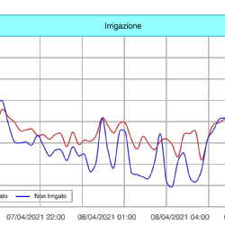 Andamenti di temperatura nella tesi irrigata con nebulizzatori climatizzanti e in quella non irrigata, registrati durante la notte tra il 7 e l’8 Aprile.