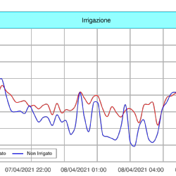 Andamenti di temperatura nella tesi irrigata con nebulizzatori climatizzanti e in quella non irrigata, registrati durante la notte tra il 7 e l8 Aprile.