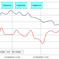 Andamenti di temperatura nella tesi irrigata con nebulizzatori climatizzanti e nella tesi non irrigata, registrati durante la giornata del 1 Agosto