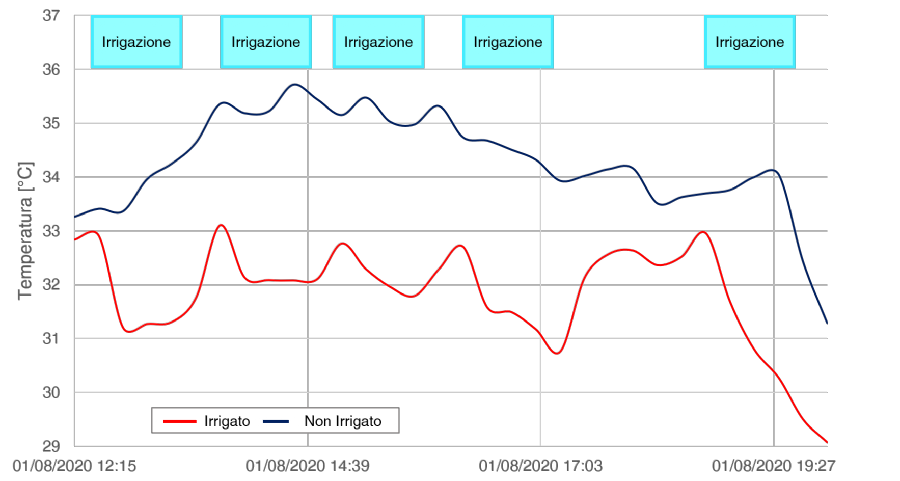 Andamenti di temperatura nella tesi irrigata con nebulizzatori climatizzanti e nella tesi non irrigata, registrati durante la giornata del 1 Agosto