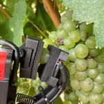 Un nuovo sensore per il monitoraggio della maturazione dell’uva.
