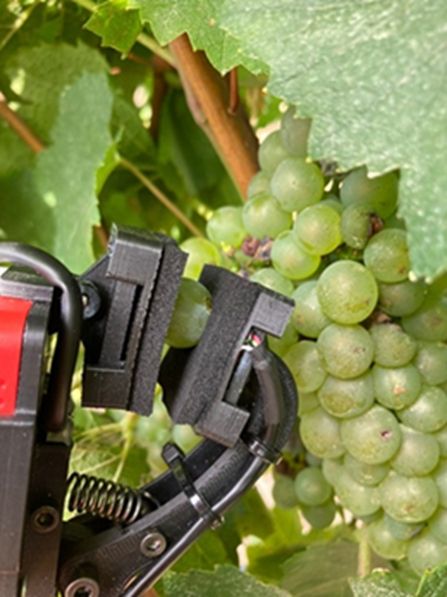 Figura 1. Grape-hand, prototipo ottico per il monitoraggio della maturazione dell’uva in tempo reale. 